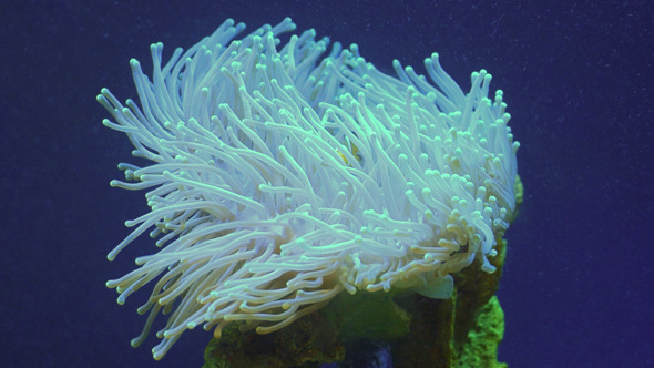 Coral Coral