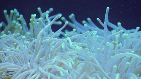 Coral Coral