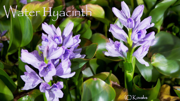 Water Hyacinth Water Hyacinth