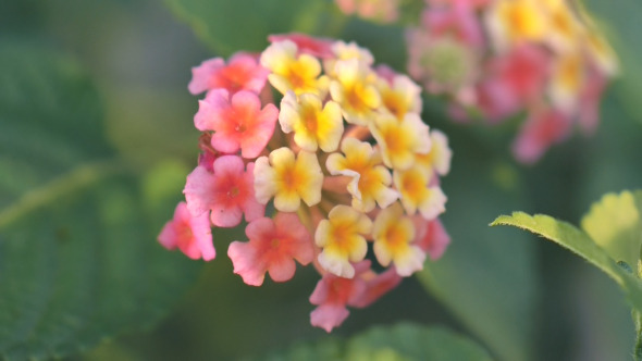 Lantana Flower Lantana Flower