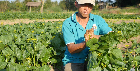 Man Harvesting Choy Sum From A Garden Man Harvesting Choy Sum From A Garden