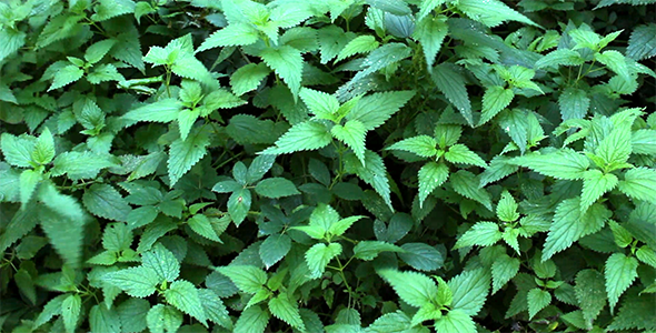 Stinging Nettle Swinging on the Wind Stinging Nettle Swinging on the Wind