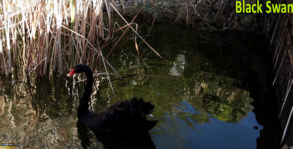 Black Swan Black Swan