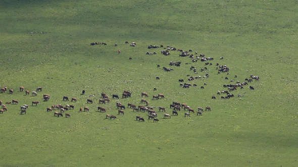 Sheep And Cattle Herd Sheep And Cattle Herd
