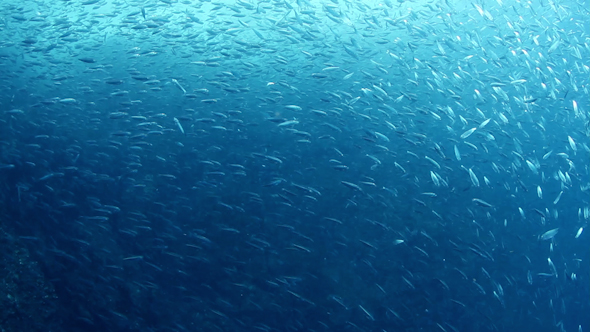 Fish Mexico Diving Baja California Sur 26 Fish Mexico Diving Baja California Sur 26