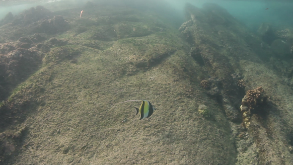 Snorkel Underwater Caribbean Beach Mexico 17 Snorkel Underwater Caribbean Beach Mexico 17