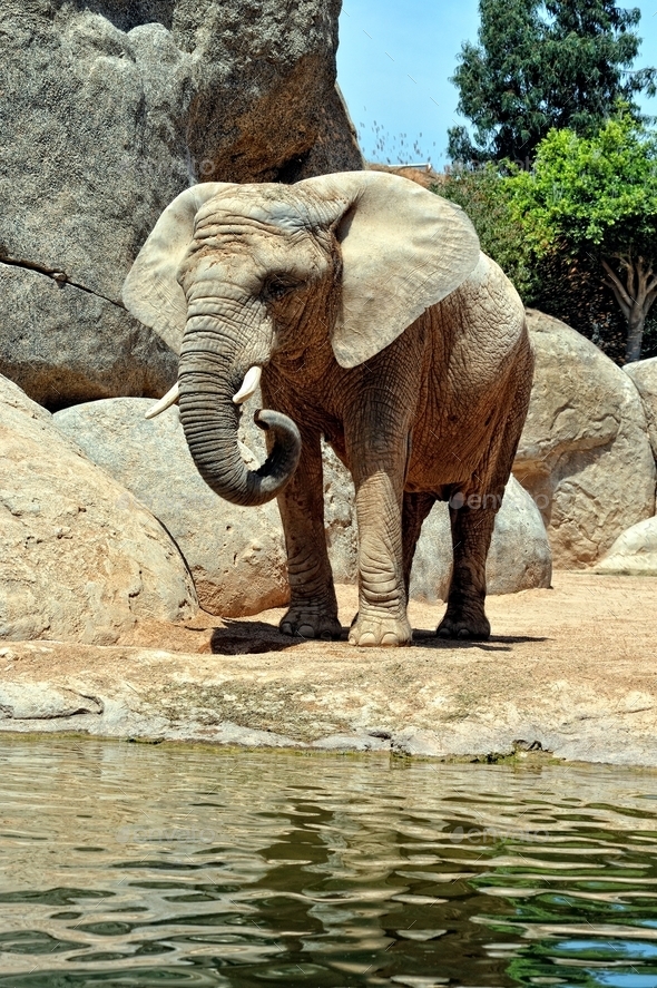 African elephant in natural environment.