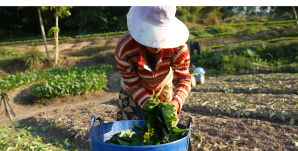 Female Harvesting Vegetable Female Harvesting Vegetable