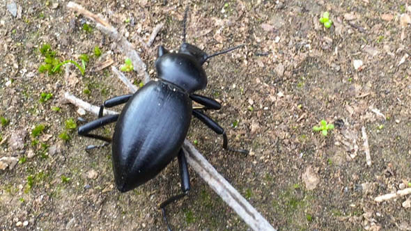 Stink Beetle Stink Beetle