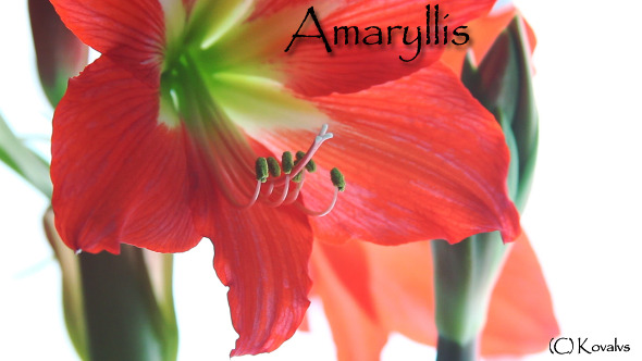Amaryllis Flower 10 Amaryllis Flower 10