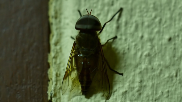Fly On The Wall Fly On The Wall