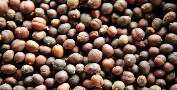 Fresh Coffee Beans 1 Fresh Coffee Beans 1