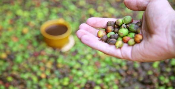 Farmer Showing Coffee Beans By Hand Farmer Showing Coffee Beans By Hand