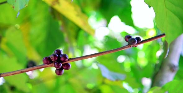 Coffee Tree Plantation Laos 2 Coffee Tree Plantation Laos 2