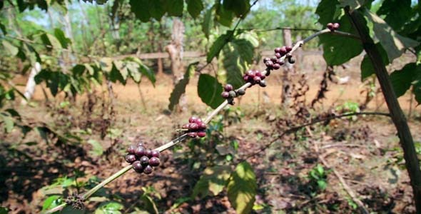 Coffee Tree Plantation Laos 3 Coffee Tree Plantation Laos 3