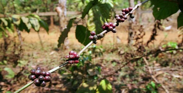 Coffee Tree Plantation Laos 4 Coffee Tree Plantation Laos 4