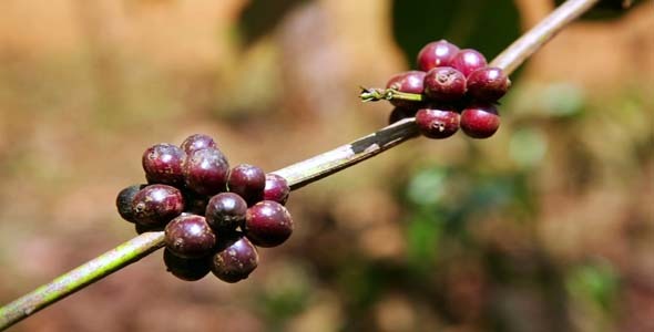 Coffee Tree Plantation Laos 5 Coffee Tree Plantation Laos 5
