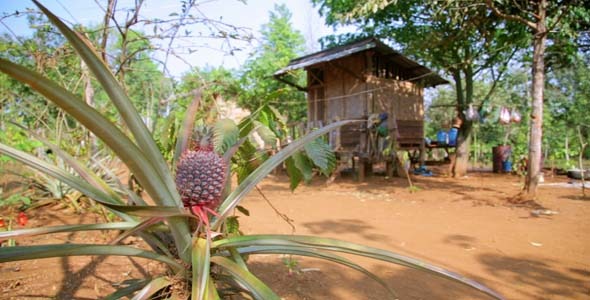 Pineapple Fruit Plantation Laos 4 Pineapple Fruit Plantation Laos 4