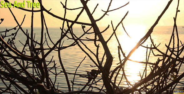 Sea And Tree Sea And Tree