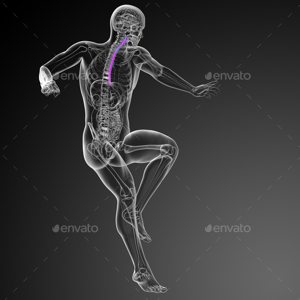 3d render medical illustration of the esophagus (Misc) Photo Download