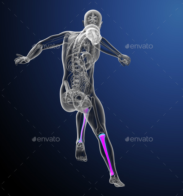 3d render medical illustration of the tibia bone (Misc) Photo Download
