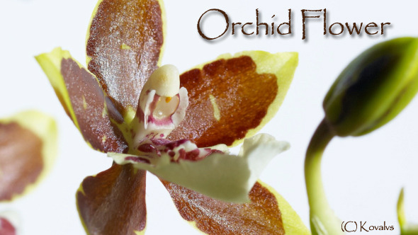 Opening Orchid Flower 3 Opening Orchid Flower 3