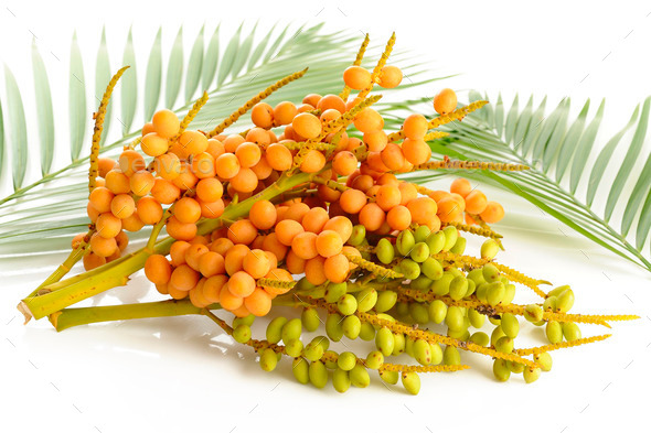 Palm tree fruits on white (Misc) Photo Download