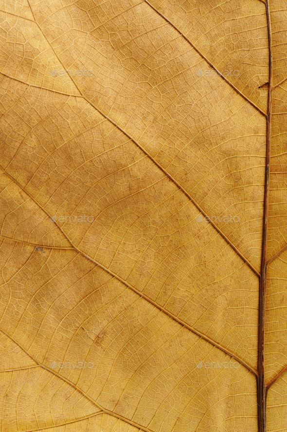 brown leaf (Misc) Photo Download