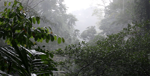 Rain in the Forest Rain in the Forest