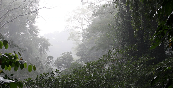 Rain in the Forest 2 Rain in the Forest 2