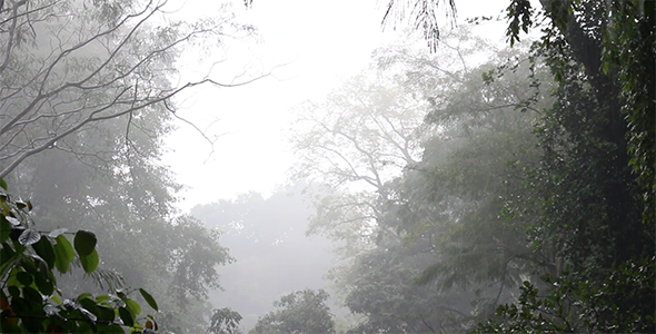 Rain in the Forest 3 Rain in the Forest 3
