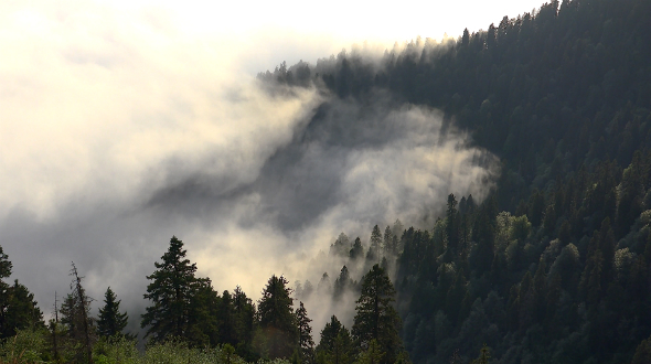 Enchanted Forest and Fog Enchanted Forest and Fog