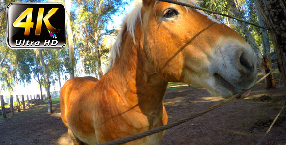 Funny Horse in the Barn Funny Horse in the Barn