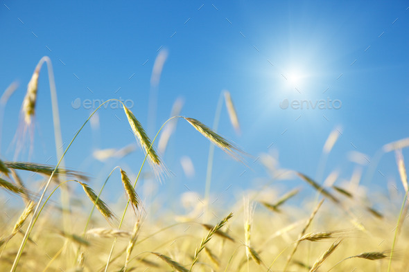 field of rye and sunny day (Misc) Photo Download