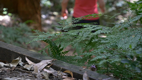 Running Through The Rainforest Running Through The Rainforest