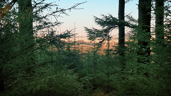 Morning Forest With Distant Fields Morning Forest With Distant Fields