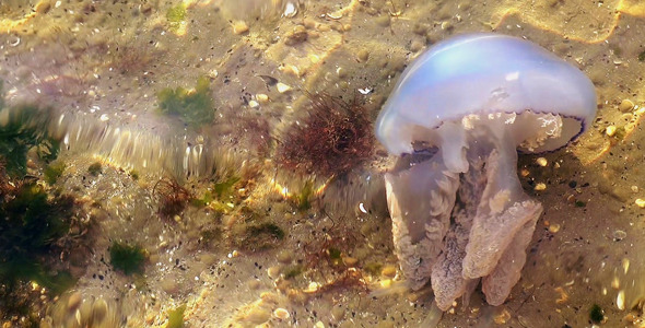 Jellyfish in Underwater 2 Jellyfish in Underwater 2