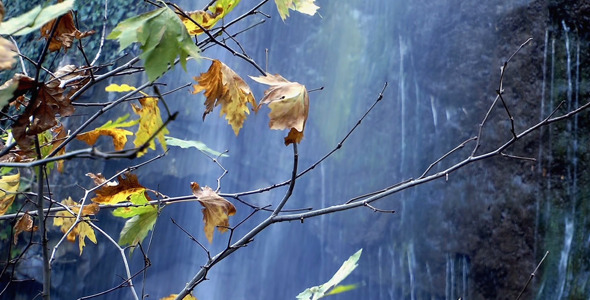Leaves and Waterfall Leaves and Waterfall