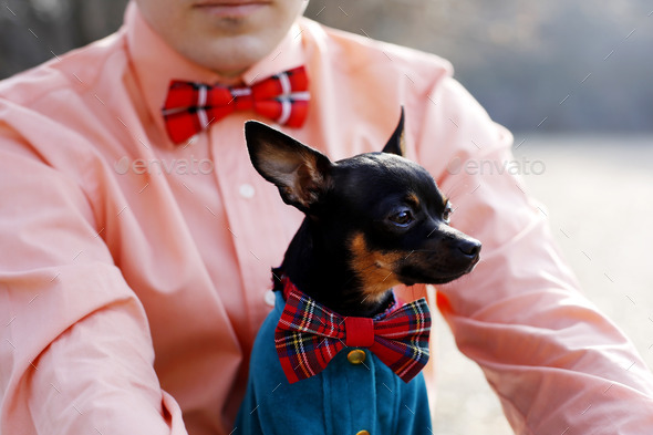 Portrait of toy-terrier in red tie bow