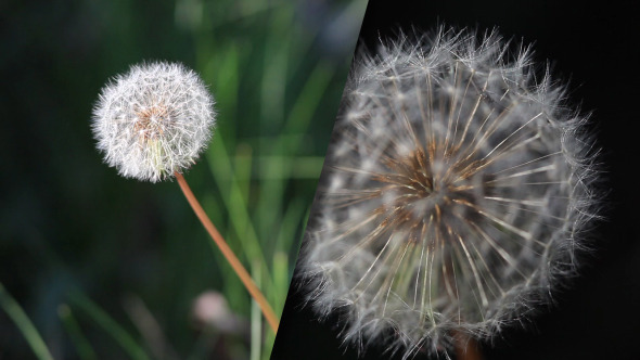 Dandelion Dandelion
