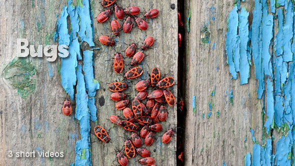 Bugs Bugs