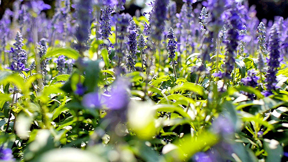 Blue Salvia Flower 02 Blue Salvia Flower 02