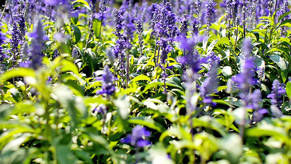 Blue Salvia Flower 01 Blue Salvia Flower 01