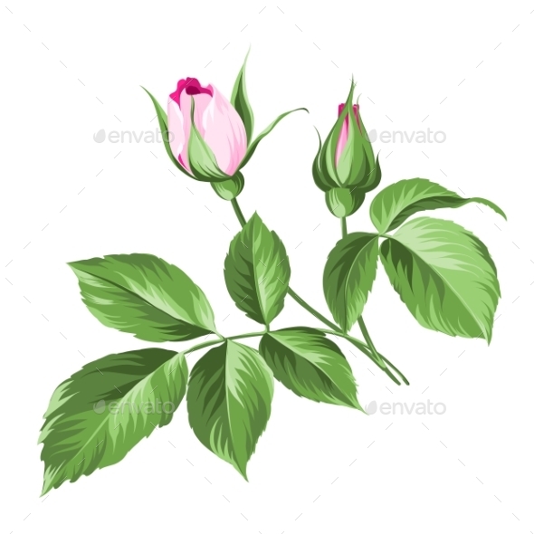 Pink Rose Pink Rose