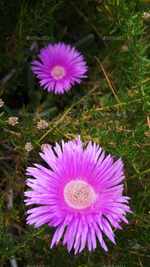 Bunch of pink wild flowers in the field at West Coast National Park, South Africa