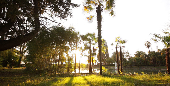 Tropical Palm Trees and Bamboo 3 Tropical Palm Trees and Bamboo 3