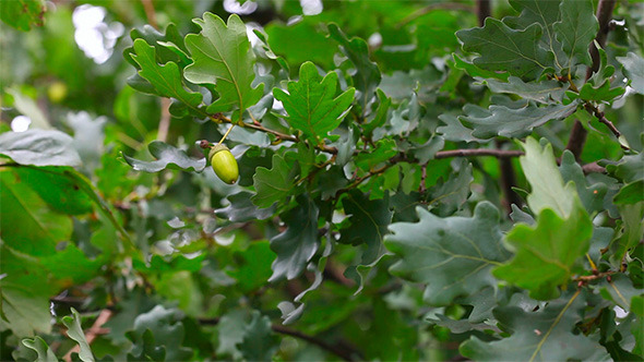 Oak Oak