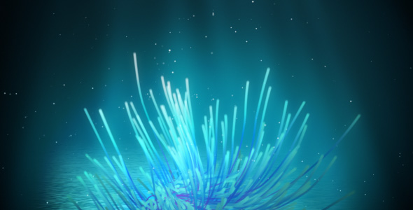 Underwater feather star loop Underwater feather star loop