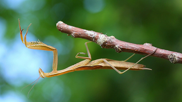 Mantis Mantis
