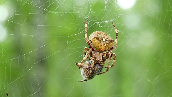 Spider Eats Spider Eats